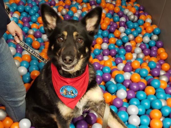 diesel therapy dog ball pit cropped